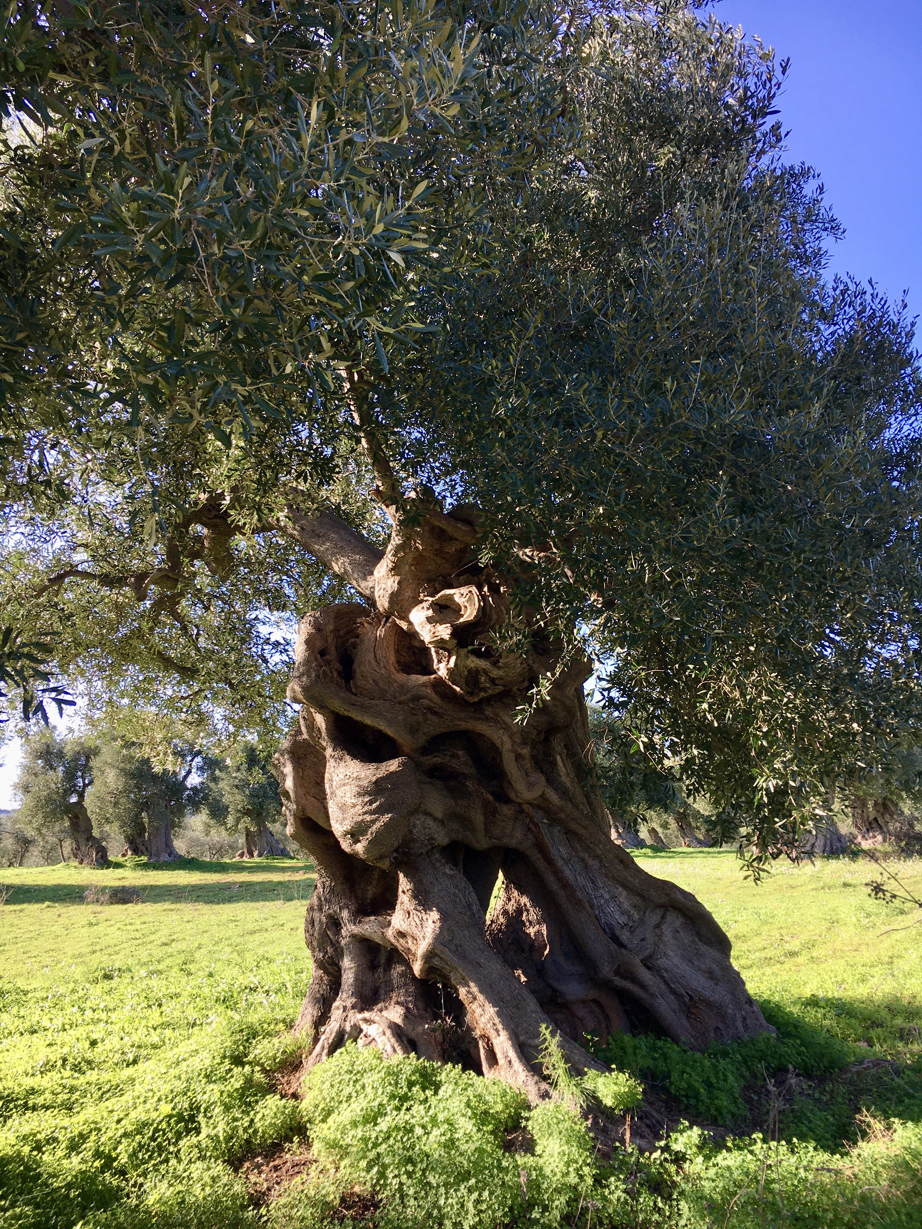 Där olivträden dansar – ett avhandlingsprojekt och en livsdröm