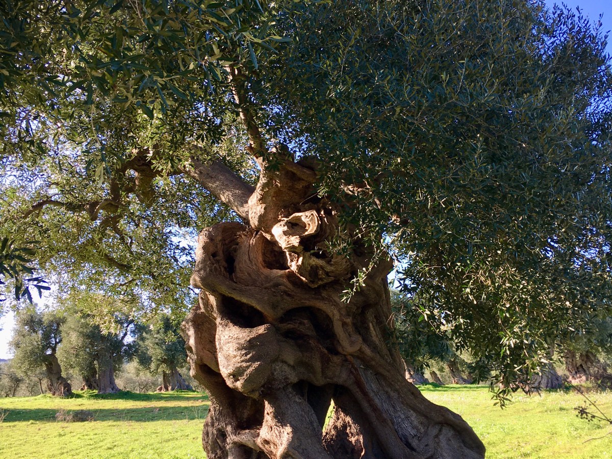 Där olivträden dansar – ett avhandlingsprojekt och en&nbsp;livsdröm
